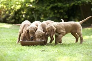 Images Dated 24th June 2007: Irish / Red Setter - puppies feeding from bowl