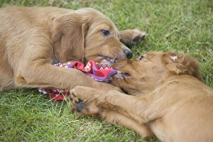 Images Dated 25th June 2007: Irish / Red Setter - puppies playing / fighting - tugging on scarf