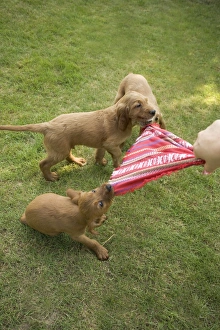 Images Dated 25th June 2007: Irish / Red Setter - puppies playing - tugging on scarf
