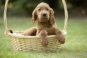 Images Dated 24th June 2007: Irish / Red Setter - puppy in basket