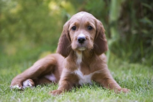 Images Dated 24th June 2007: Irish / Red Setter - puppy lying down