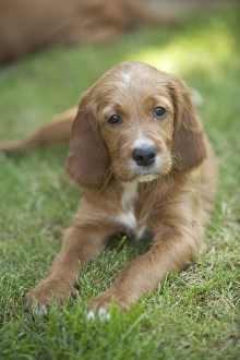 Images Dated 25th June 2007: Irish / Red Setter - puppy lying down