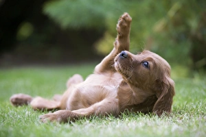 Images Dated 24th June 2007: Irish / Red Setter - puppy lying on back in garden