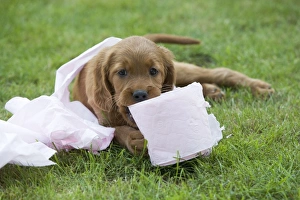 Images Dated 25th June 2007: Irish / Red Setter - puppy playing with toilet roll