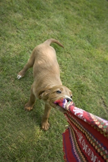 Images Dated 25th June 2007: Irish / Red Setter - puppy playing - tugging on scarf
