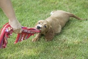 Images Dated 25th June 2007: Irish / Red Setter - puppy playing - tugging on scarf