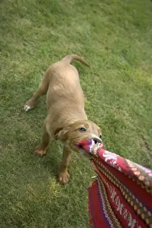 Irish / Red Setter - puppy playing - tugging on scarf