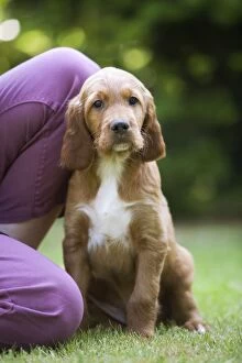 Irish / Red Setter - puppy sitting by person