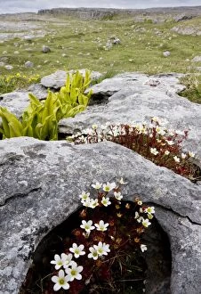 Images Dated 16th May 2010: Irish Saxifrage - on limestone pavement, with Hart's Tongue Fern; The Burren, Eire