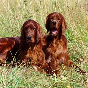 Irish Setter Dog - x2