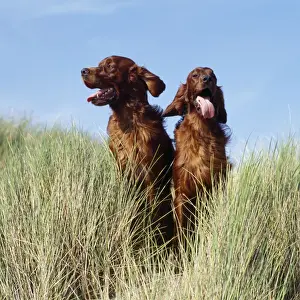 Irish Setter Dog - x2