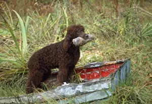 Irish Water Spaniel Dog