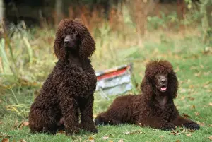Irish Water Spaniel Dog