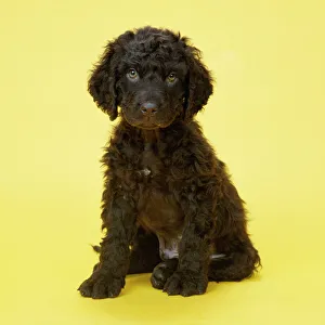 Irish Water Spaniel Dog - puppy