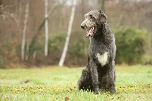 Irish wolfhound