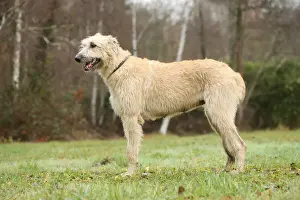 Irish wolfhound