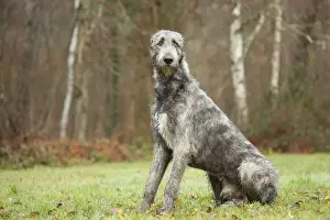 Irish wolfhound