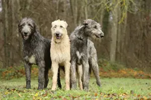 Irish wolfhound