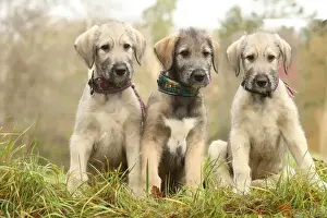 Irish wolfhound