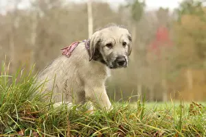 Irish wolfhound