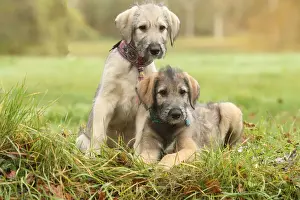 Irish wolfhound