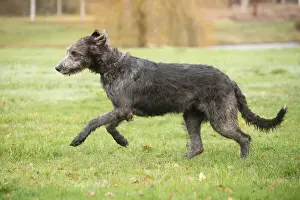 Irish wolfhound