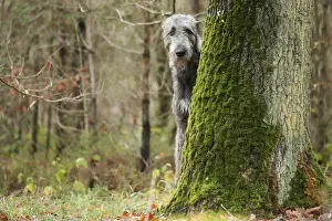 Irish wolfhound