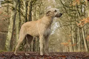 Irish wolfhound