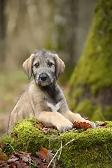 Irish wolfhound
