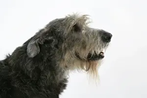Irish Wolfhound