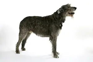 Irish Wolfhound