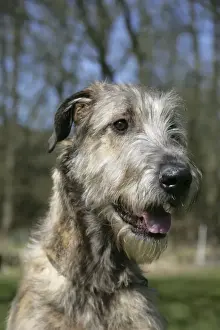 Irish Wolfhound