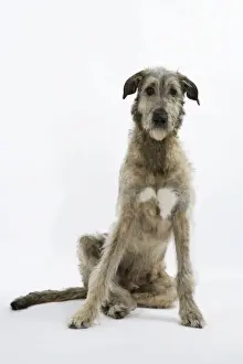 Irish Wolfhound