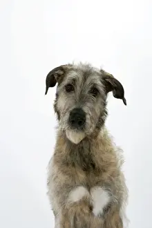 Hound Prints: Irish Wolfhound
