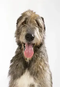 Wolfhound Prints: Irish Wolfhound Dog