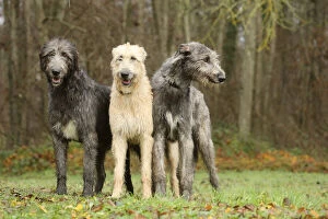 Irish Gallery: Irish Wolfhound dogs outdoors Date: 16-12-2020