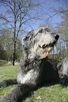 Wolfhound Prints: Irish Wolfhound lying in the garden