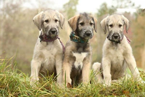 Irish Gallery: Irish Wolfhound puppies outdoors Date: 16-12-2020