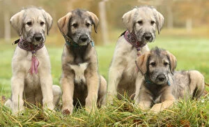 Irish Gallery: Irish Wolfhound puppies outdoors Date: 18-12-2020