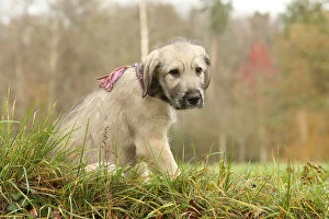 Irish Gallery: Irish Wolfhound puppy outdoors Date: 16-12-2020