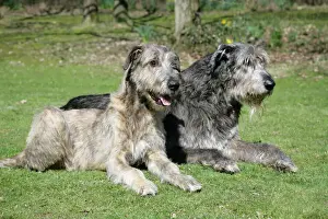 Irish Wolfhounds lying in the garden
