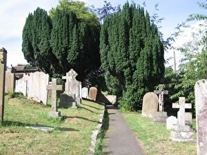 Images Dated 19th August 2006: Irish Yew Trees in Sussex Churchyard, UK