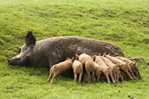 Images Dated 16th April 2007: Iron Age Pig - with large litter of suckling piglets. Rare Breed Trust Cotswold Farm Park Temple