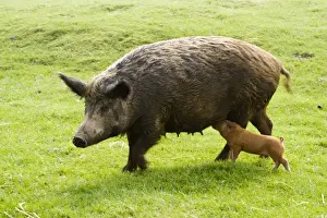 Iron Prints: Iron Age Pig - with single suckling piglet