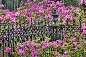 Images Dated 1st January 2022: Iron fence and azaleas in full bloom, Bonaventure Cemetery, Savannah, Georgia Date: 23-03-2013