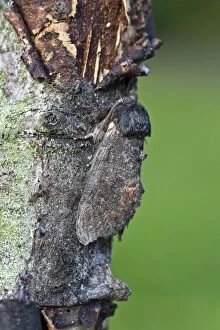Iron Prominent Moth - resting on tree bark