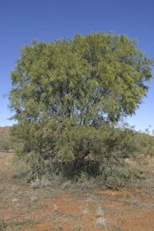 Images Dated 8th June 2003: Ironwood Northern South Australia, west of Marla, Australia