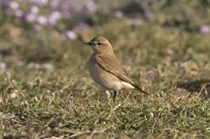 Wheatear Prints: Isabelline Wheatear Cyprus March