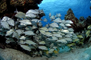 Images Dated 27th February 2008: Island of COZUMEL Yucatan Mexico School of 'Grunts'