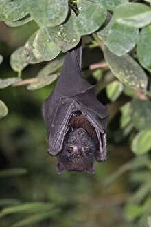Images Dated 12th July 2007: Island Flying Fox - resting during daytime, Lower Saxony, Germany